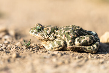 Beautiful european green toad Bufo viridis