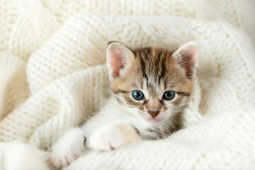Fototapeta na wymiar small tricolor kitten covered with a white woolen blanket