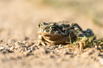 Beautiful european green toad Bufo viridis