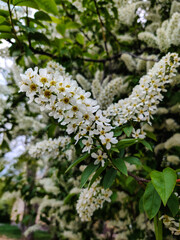prunus padus