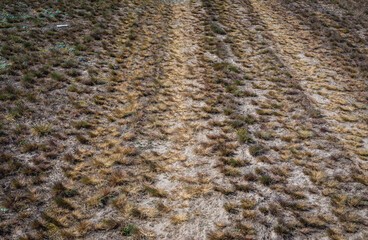 Dried meadow in Mazowsze region of Poland