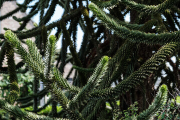Chilean pine araucaria araucana green fir tree background