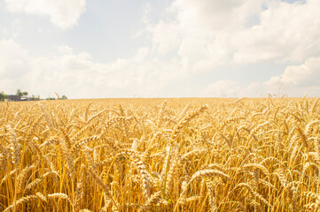 Yellow beautiful spikelets of rye in a rural field under the blue sky close up
