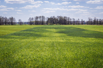 Spring view of a field in Mazowsze region of Poland