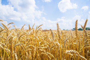 Yellow beautiful spikelets of rye in a rural field under the blue sky close up