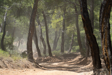Empty dirt road in Mediterranean pine forest