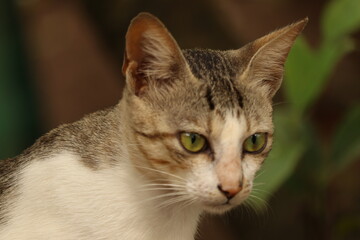 Obraz premium portrait of a cat