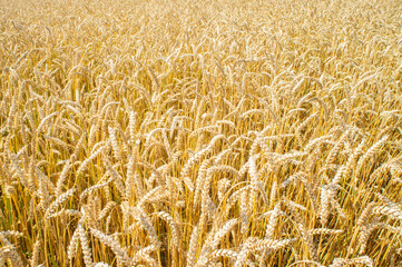 Texture of yellow beautiful spikelets of rye in a rural field close up