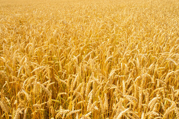 Texture of yellow beautiful spikelets of rye in a rural field close up