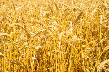 Texture of yellow beautiful spikelets of rye in a rural field close up