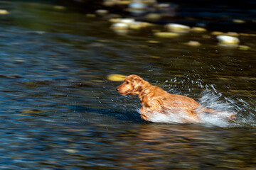 Puppy young dog English cocker spaniel while running in the water