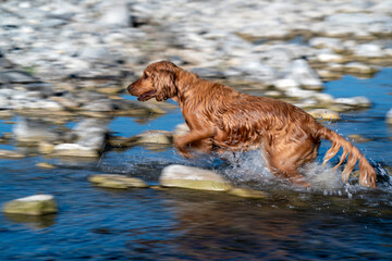 Puppy young dog English cocker spaniel while running in the water