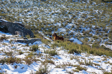Wild horses pasturing