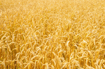 Texture of yellow beautiful spikelets of rye in a rural field close up