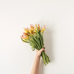 Female hand holding colorful tulip flowers bouquet against white wall. Holiday celebration festive floral concept