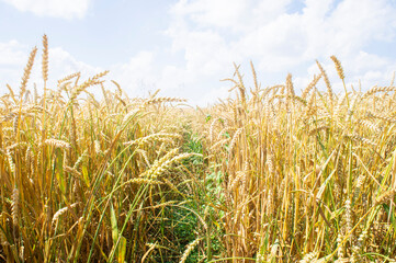A trail through a wheat sunny field in summer
