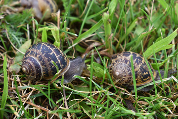 Gefleckte Weinbergschnecke, Helix aspersa, im Gras, Schnecke zum Schneckenessen in Zucht, Schneckenzucht