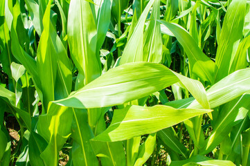 Fototapeta premium American cornfield with large leaves of ripe corn