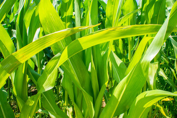 Fototapeta premium American cornfield with large leaves of ripe corn