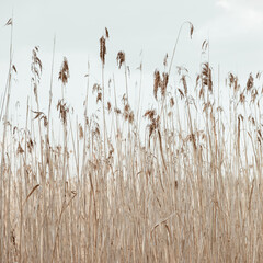 Dry reed stalks field. Minimal nature landscape background.
