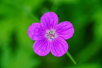 Fototapeta premium Purple five-petalled flower on a rich green background 