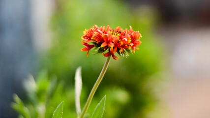 Fanfare Blanket Flower or Blanket flower or Indian Blanket flower ( Gaillardia Fanfare)