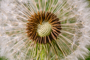 Spring flowers. Spring background. Macro photo of white dandelion cut flower on nature ground background