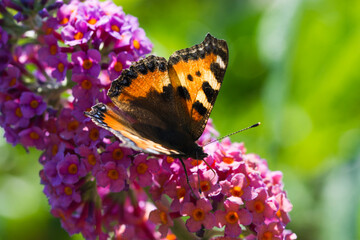 Fototapeta premium Beautiful butterfly Aglais urticae, in the garden with light purple flowers.