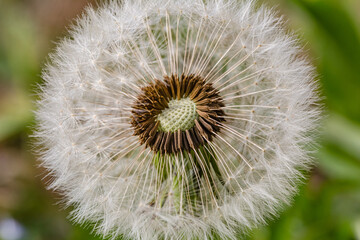 Spring flowers. Spring background. Macro photo of white dandelion cut flower on nature ground background