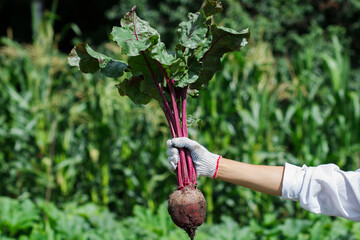 Ripe beet in the ground, hand in the glove
