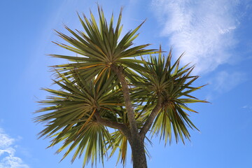 The Cordylion Australis plant.