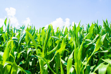 Fototapeta premium American cornfield with large leaves of ripe corn