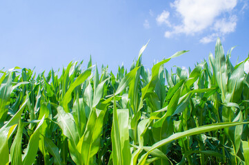 American cornfield with large leaves of ripe corn