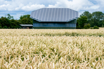 Alternative renewable energy production concept.
Golden wheat field  and building with solar panels. 