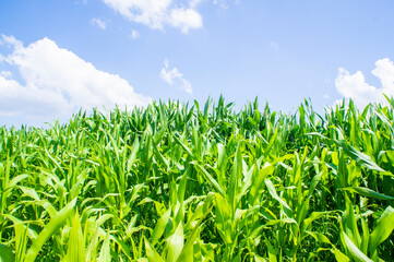 Obraz premium American cornfield with large leaves of ripe corn