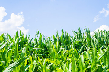 Fototapeta premium American cornfield with large leaves of ripe corn