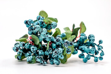 blue berries on a branch on white background