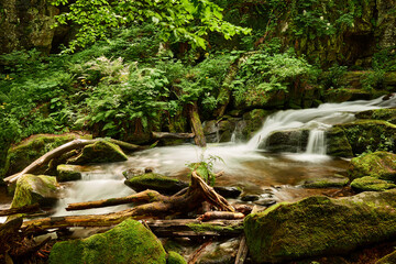 Calm flow of a mountain stream with shores overgrown with greenery. Voievodyn river, Sokolovi Skeli Reserve, Zakarpattia (Transcarpathia), Ukrainian Carpathians