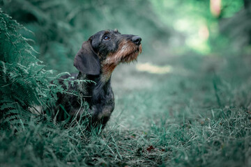 Wirehaired dachshund in the forest