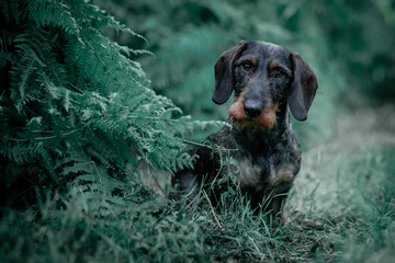 Portrait of a dachshund in the forest