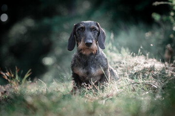 Doxie in the forest