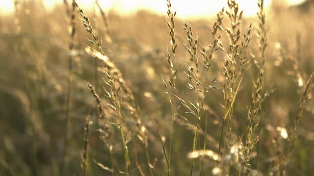 A close-up of wild reed blowing in the wind during a sunset in slow-motion.
