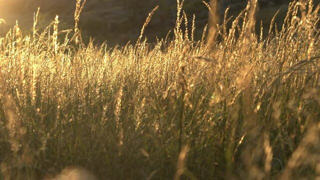 A wild field of reed blowing in the wind during a sunset in slow-motion.