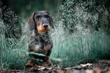 Small wirehaired dachshund between plants