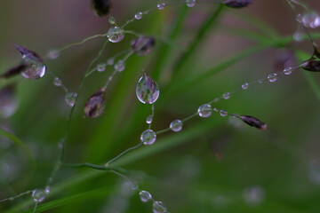 dew drops on a grass