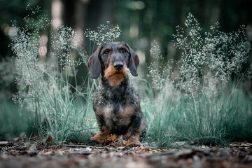 Small doxie dog in the field