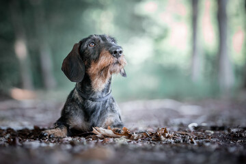miniature wirehaired dachshund dog