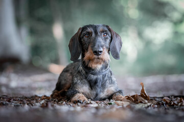portrait of a doxie dog