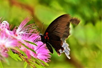 合歓の木のとまった黒いアゲハ蝶

