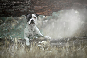 Staffordshire Bullterrier in the forest